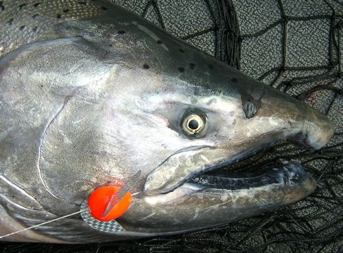 Чавыча (King salmon)